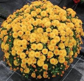 planting chrysanthemums in the fall