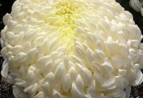 Planting chrysanthemums in autumn: professional advice
