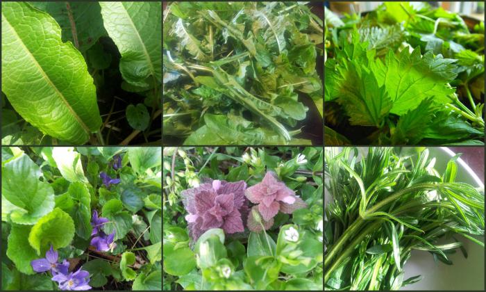 names of herbs