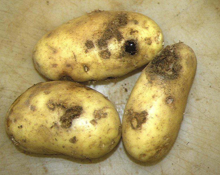Зіпсований картопля