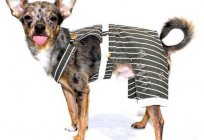 Jumpsuit for dogs – a necessity or a whim of the owners?