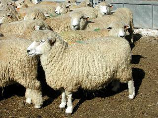 羊肉の品種