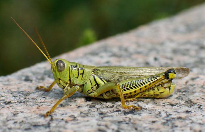 orthopterous昆虫