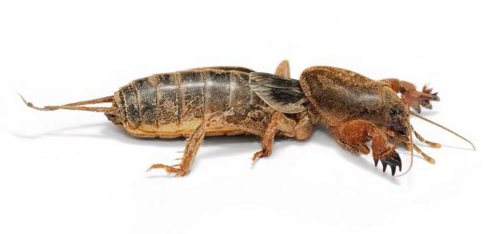 загони комах таргани прямокрилі щипавки поденщини