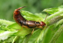 Orthoptera昆虫明は、特性の種類と分類