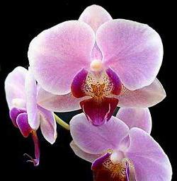 las Orquídeas de vietnam