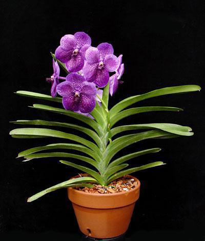 Como plantar орхидею