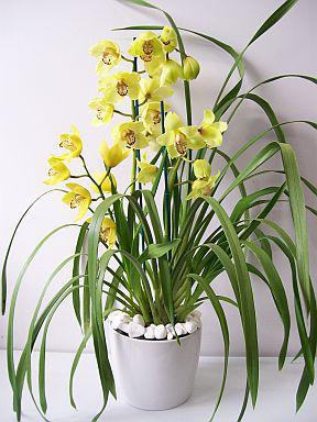 Bulbos de orquídeas de vietnam