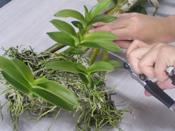 Como plantar орхидею