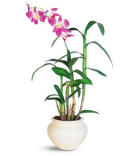 Орхидея Вьетнамнан өсіру