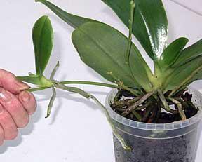 Orchidea z Wietnamu opieki w warunkach domowych
