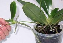 Storczyki z Wietnamu: funkcje opieki. Jak sadzić orchidei