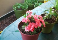 Carnation pinnate: growing from seed at home