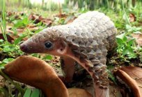What kind of animal is a pangolin?