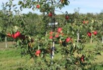 Oluşumu taç elma - gerekli агротехнический alımı
