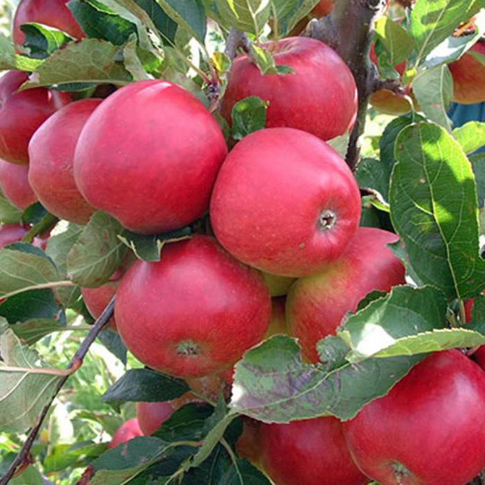 apple tree “строевское”