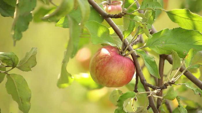 apple tree “строевское” descrição comentários