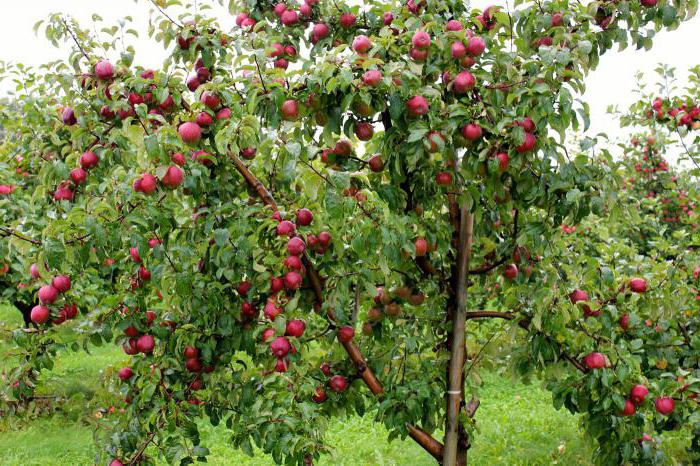 uma Variedade de macieira “строевское”