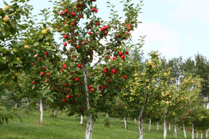 apple tree “строевское” a descrição de variedades