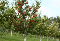 Apple varieties “stroevsky”