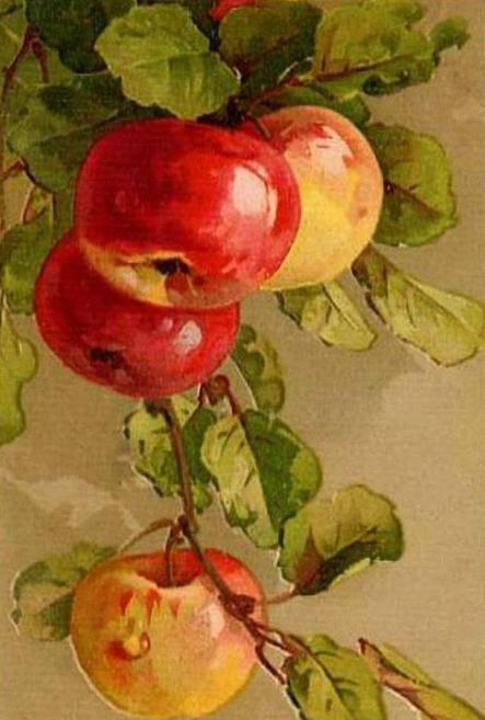 натюрморт яблука