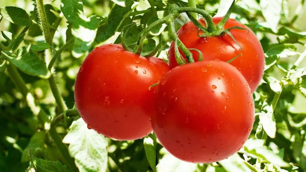 Вирощування розсади помідор в домашніх умовах