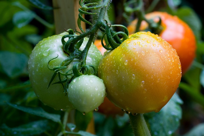 el Cultivo de tomate en el suelo