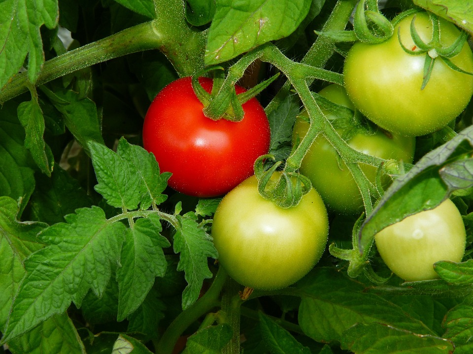 domates Çeşitleri yetiştirmek için