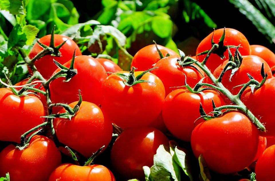 las Condiciones de cultivo de tomate