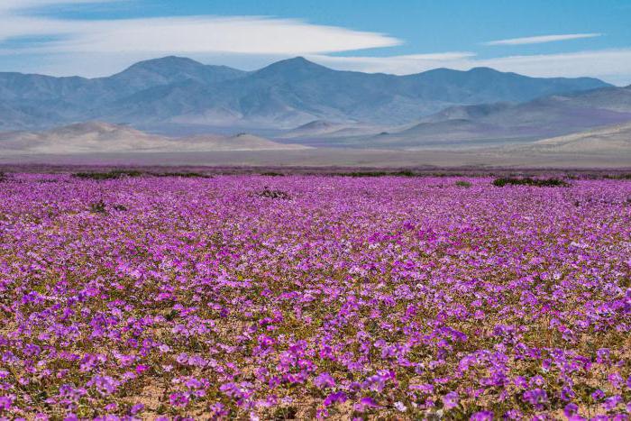 this is the driest desert of Chile