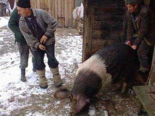 cómo matar a un cerdo