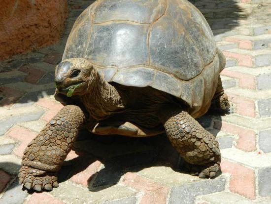 yaşayan bir kaplumbağa 300 yıl