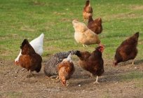 Laying hens. The contents and breed