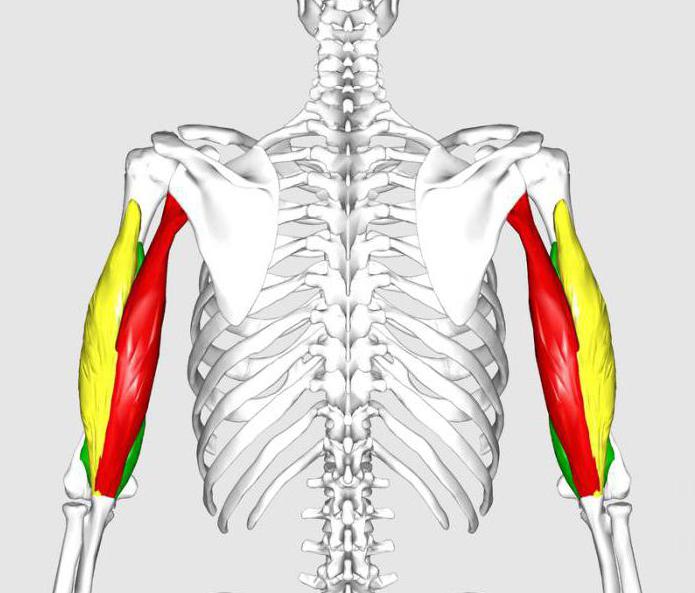 трехглавая músculo del hombro