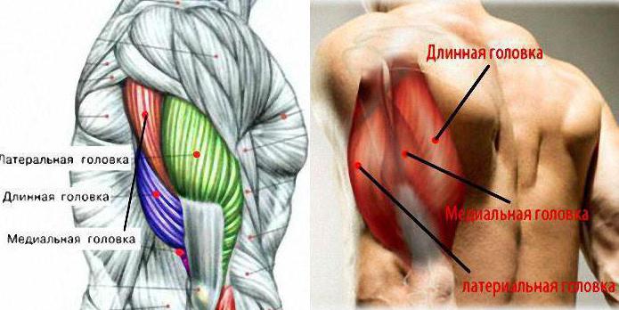 der dreiköpfigen Muskel der Schulter Funktionen