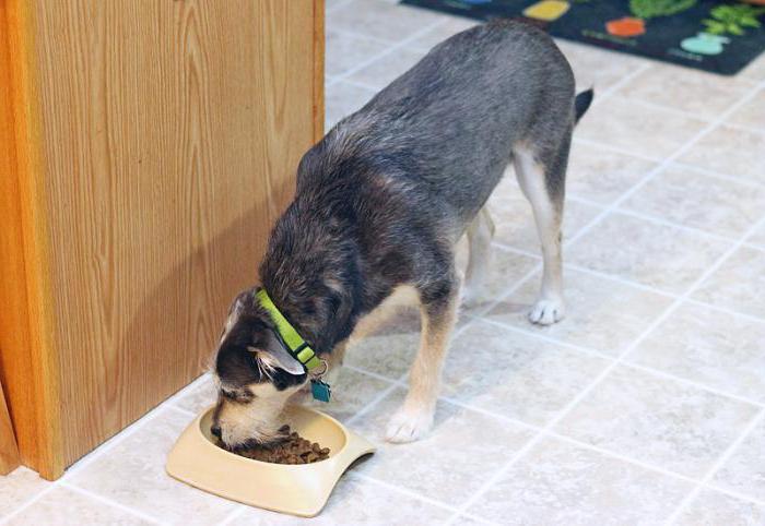 food for dogs of pronator holistic