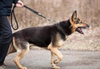 Karmy dla psów холистики: przegląd, rodzaje, skład i opinie