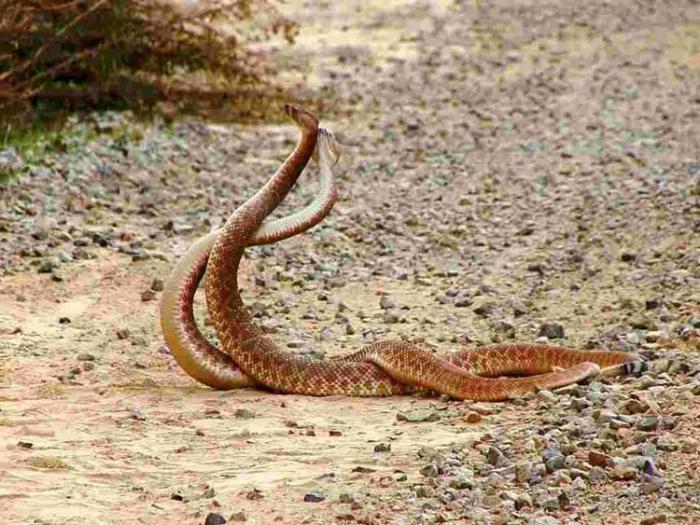 cómo se aparean de la serpiente