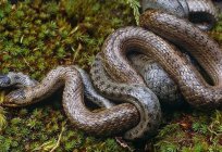 Kto takie węże? Czym żywią się? Jak węże łączą się w pary?