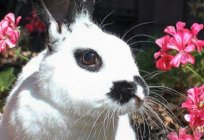 Bei Kaninchen Bauch geschwollen - was tun? Ursachen von Blähungen beim Kaninchen