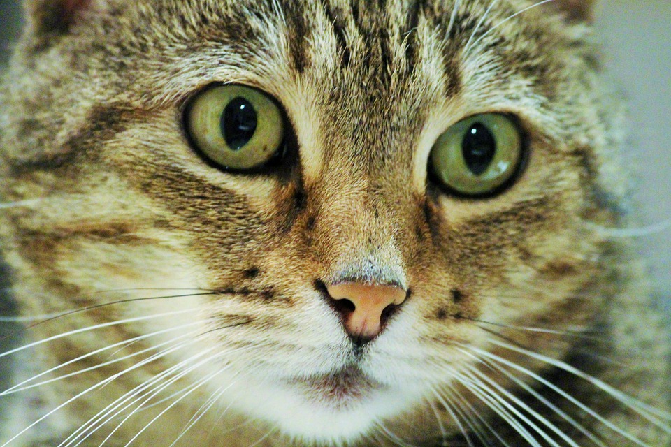 сонник очі кішки