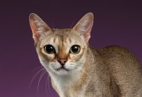 The smallest cat in the world. Description of the dwarf cat breeds