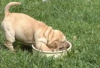 The dog (puppy): photo, care, food for puppies of the Shar Pei