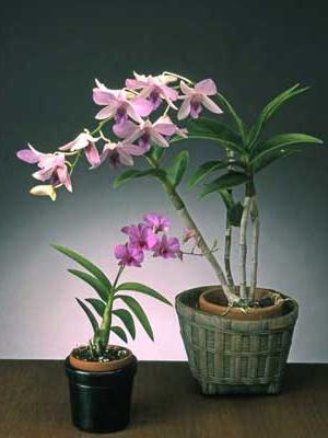 orkide дендробиум отцвела ne