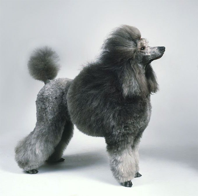 photo small poodle