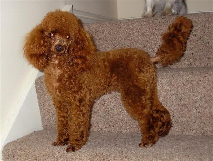  small kennels poodle