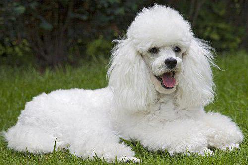 small breed poodle
