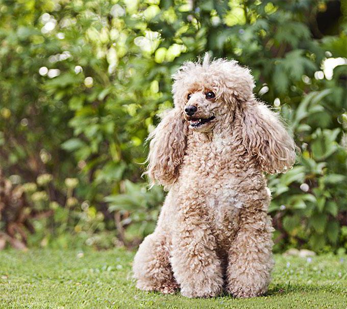 small dog poodle