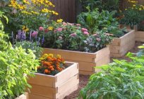 Where to plant flowers? Hardy flowers for the garden