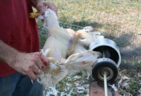 Nozzle for plucking poultry: brand and homemade devices